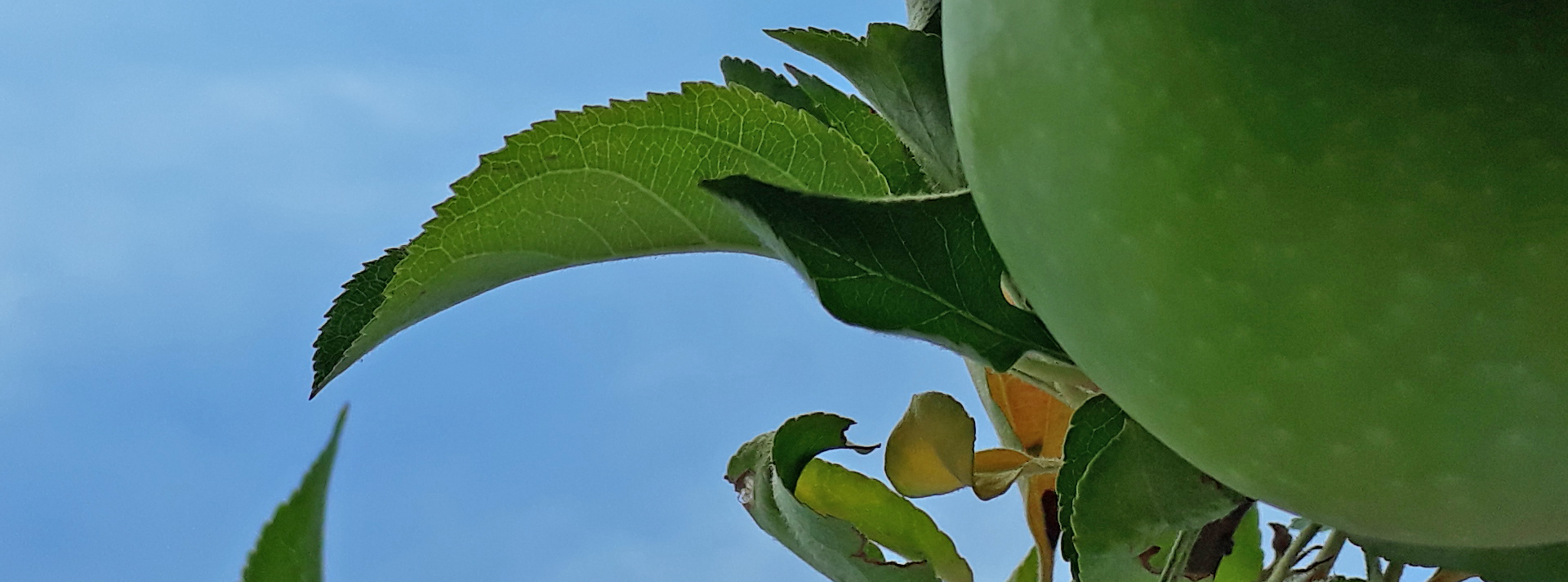 Newton, Einstein, Turing, Sagan, Kaku y otros manzanares.  De la suplantación-usurpación de la identidad económico-política del pueblo.  A la projimidad como la madre-andamio de todas las victorias | DemCom