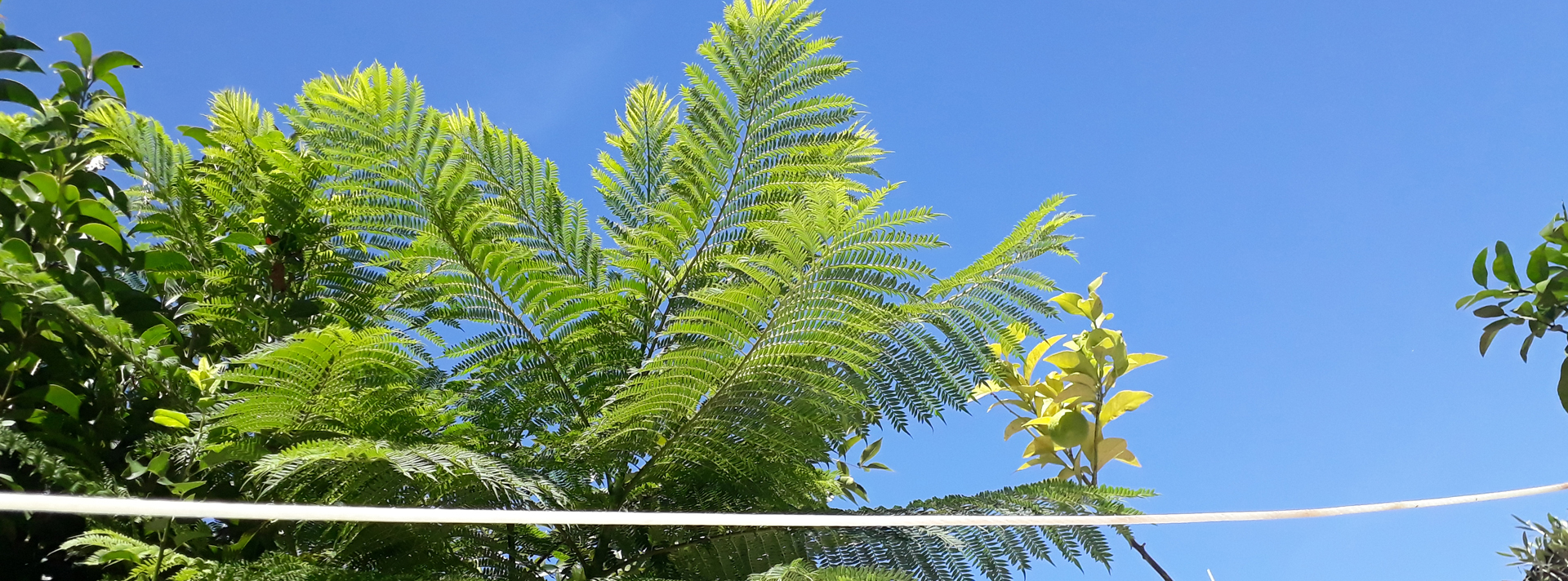 SPU | Árboles, caminatas y cuerdas de Penrose | DemCom