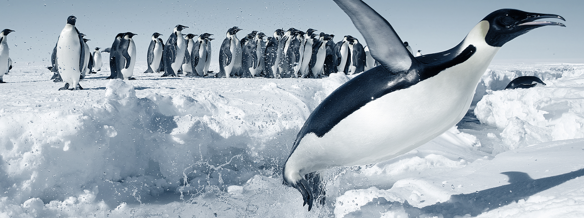 pingüinos en la Antártida | DemCom